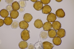 Trachyspora intrusa