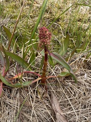 Rumex arcticus