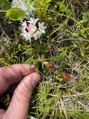 Rhododendron tomentosum