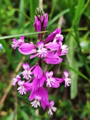 Polygala major