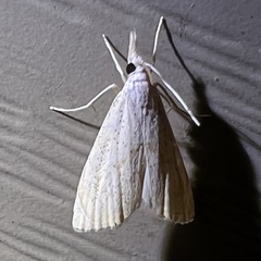 Haimbachia placidellus