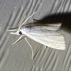 Haimbachia placidellus