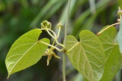 Gonolobus breedlovei