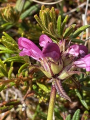 Pedicularis sudetica pacifica