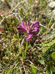 Pedicularis sudetica pacifica