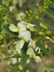 Styphnolobium