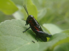 Dactylotini