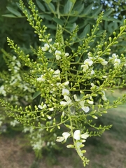 Styphnolobium