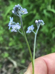Myosotis decumbens
