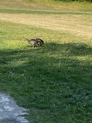 Alopochen aegyptiaca