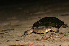 Acanthochelys pallidipectoris