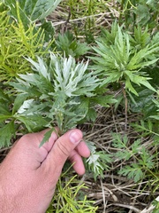 Artemisia tilesii