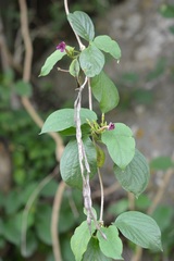 Laubertia contorta