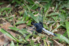 Erythrodiplax unimaculata