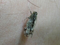 Melanoliarus placitus