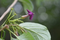Laubertia contorta