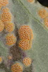 Puccinia poarum