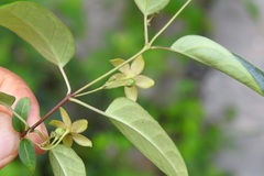 Ruehssia sumiderensis