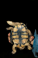 Acanthochelys pallidipectoris