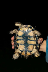 Acanthochelys pallidipectoris