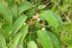 Ruehssia sumiderensis