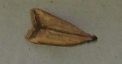 Dichomeris heriguronis