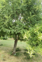 Styphnolobium