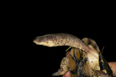 Acanthochelys pallidipectoris