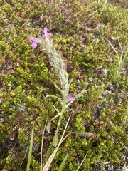 Pedicularis lanata