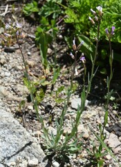 Boechera platysperma