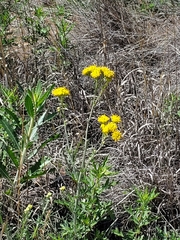 Hymenopappus flavescens