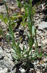 Boechera platysperma