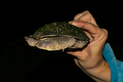 Acanthochelys pallidipectoris