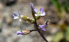 Boechera platysperma