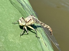 Arigomphus submedianus