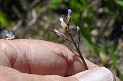 Boechera platysperma