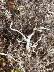 Thamnolia vermicularis