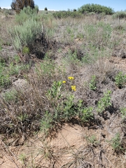 Hymenopappus flavescens