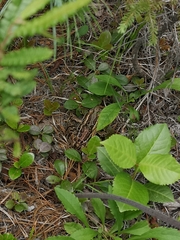 Lithobates palustris