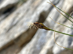 Carex curvula