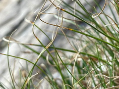 Carex curvula