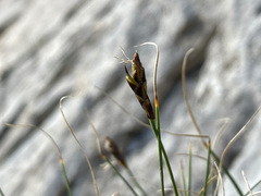 Carex curvula