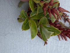 Salix fuscescens