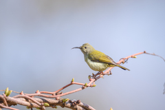 Aethopyga nipalensis