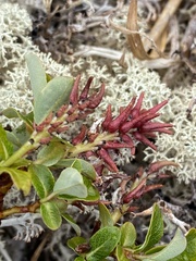 Salix fuscescens