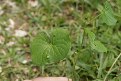Puccinia alpina