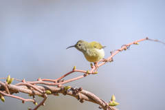 Aethopyga nipalensis