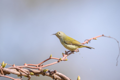 Aethopyga nipalensis