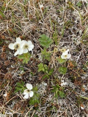 Anemonastrum sibiricum
