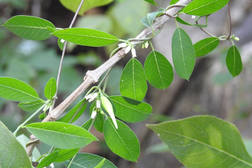 Metastelma trichophyllum